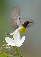 Purple-rumped-Sunbird-(Leptocoma-zeylonica)03