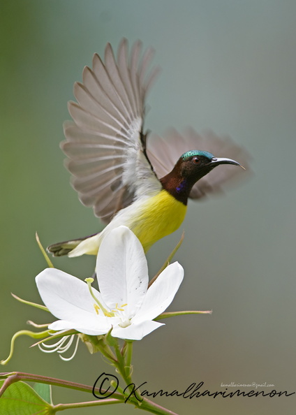 Purple-rumped-Sunbird-(Leptocoma-zeylonica)03.jpg