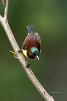 Purple-rumped-Sunbird-(Leptocoma-zeylonica)06