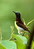 Purple-rumped-Sunbird-(Leptocoma-zeylonica)05