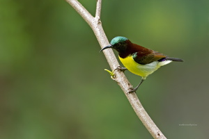 Purple-rumped-Sunbird-(Leptocoma-zeylonica)04