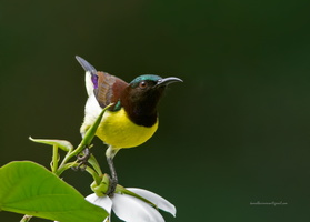 Purple-rumped-Sunbird-(Leptocoma-zeylonica)08