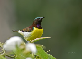 Purple-rumped-Sunbird-(Leptocoma-zeylonica)07
