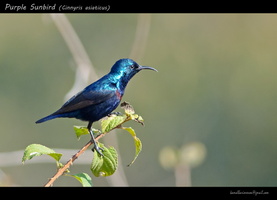 Purple-Sunbird-(Cinnyris-asiaticus)2