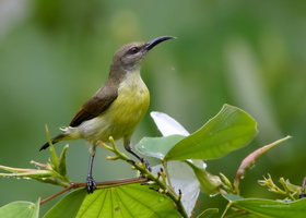 Purple-rumped-Sunbird-(Leptocoma-zeylonica)09