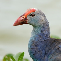 Purple-Swamphen-(Porphyrio-porphyrio)02