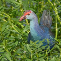 Purple-Swamphen-(Porphyrio-porphyrio)01