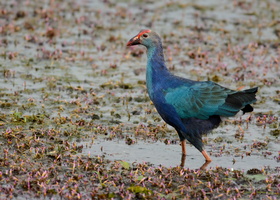 Purple-Swamphen-(Porphyrio-porphyrio)04
