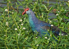 Purple-Swamphen-(Porphyrio-porphyrio)03