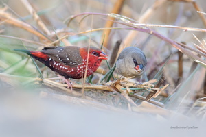 Red-Avadavat--(Amandava-amandava)