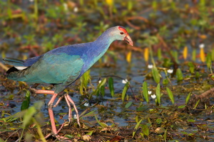 Purple-Swamphen-(Porphyrio-porphyrio)05