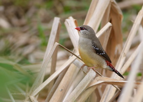 Red-Avadavat--(Amandava-amandava)02