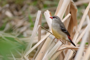 Red-Avadavat--(Amandava-amandava)04