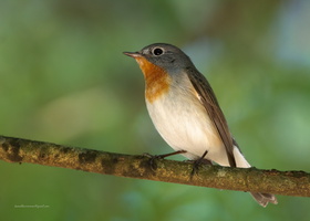 Red-breasted-Flycatcher-(Ficedula-parva)02