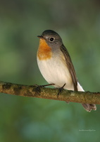 Red-breasted-Flycatcher-(Ficedula-parva)01