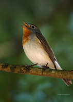 Red-breasted-Flycatcher-(Ficedula-parva)03