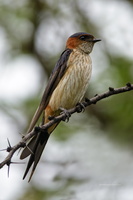 Red-rumped-Swallow-(Cecropis-daurica)01