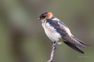 Red-rumped-Swallow-(Cecropis-daurica)02
