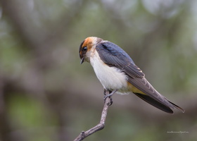 Red-rumped-Swallow-(Cecropis-daurica)04