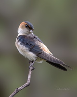 Red-rumped-Swallow-(Cecropis-daurica)03
