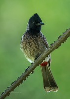 Red-vented-Bulbul-(Pycnonotus-cafer)