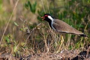 Red-wattled-Lapwing-(Vanellus-indicus)02