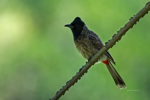 Red-vented-Bulbul-(Pycnonotus-cafer)01