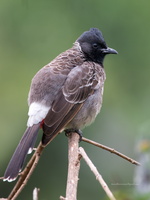 Red-vented-Bulbul-(Pycnonotus-cafer)02