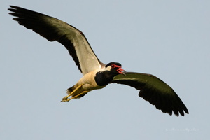 Red-wattled-Lapwing-(Vanellus-indicus)03