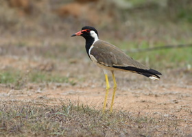 Red-wattled-Lapwing-(Vanellus-indicus)04