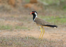 Red-wattled-Lapwing-(Vanellus-indicus)05