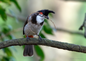 Red-whiskered-Bulbul-(Pycnonotus-jocosus)01