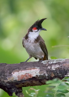Red-whiskered-Bulbul-(Pycnonotus-jocosus)02