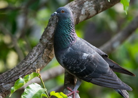 Rock-Dove-(Columba-livia)01