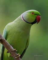 Rose-ringed-Parakeet-(Psittacula-krameri)01
