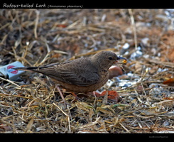 Rufous-tailed-Lark-(Ammomanes-phoenicura)