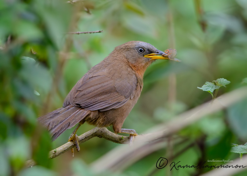 Rufous-Babbler-(Turdoides-subrufa).jpg