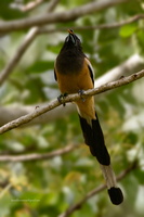 Rufous-Treepie-(Dendrocitta-vagabunda)01