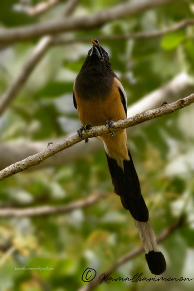 Rufous-Treepie-(Dendrocitta-vagabunda)01.jpg