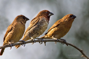 Scaly-breasted-Munia-(Lonchura-punctulata)