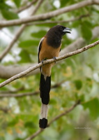 Rufous-Treepie-(Dendrocitta-vagabunda)