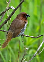 Scaly-breasted-Munia-(Lonchura-punctulata)03