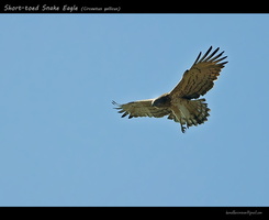 Short-toed-Snake-Eagle-(Circaetus-gallicus)