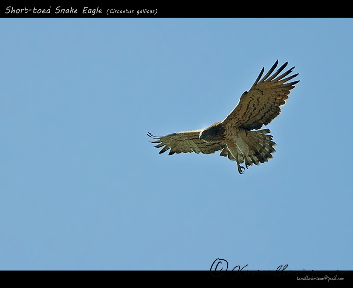 Short-toed-Snake-Eagle-(Circaetus-gallicus).jpg