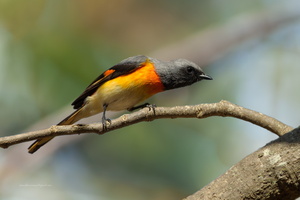 Small-Minivet-(Pericrocotus-cinnamomeus)02