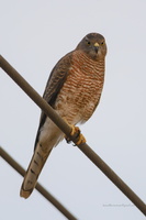 Shikra-(Accipiter-badius)2