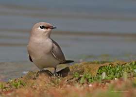 Small-Pratincole-(Glareola-lactea)01