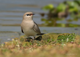 Small-Pratincole-(Glareola-lactea)