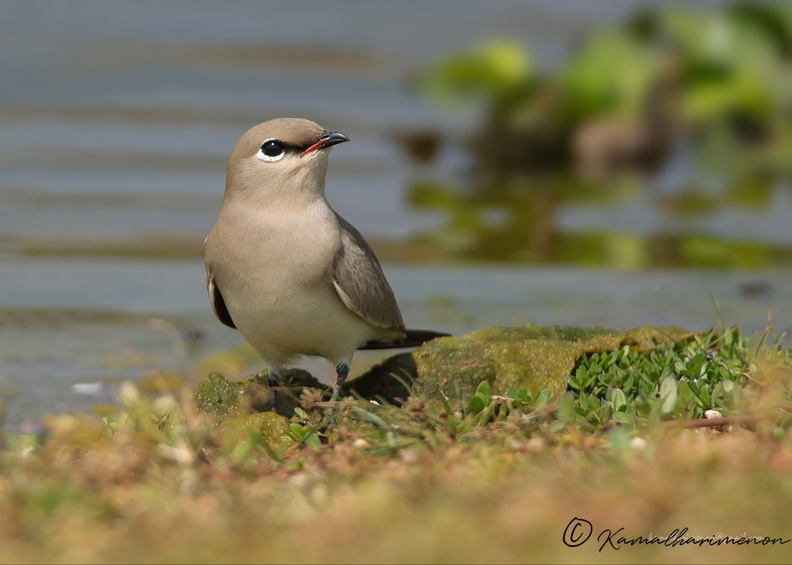 Small-Pratincole-(Glareola-lactea).jpg