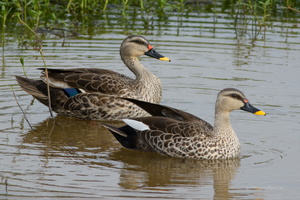 Spot-billed-Duck-(Anas-poecilorhyncha)01